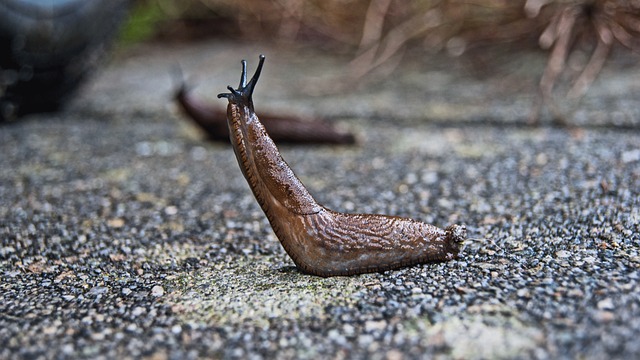 Apa Yang Dimaksud Dengan Slug